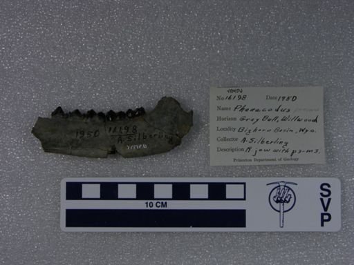 Phenacodus primaevus