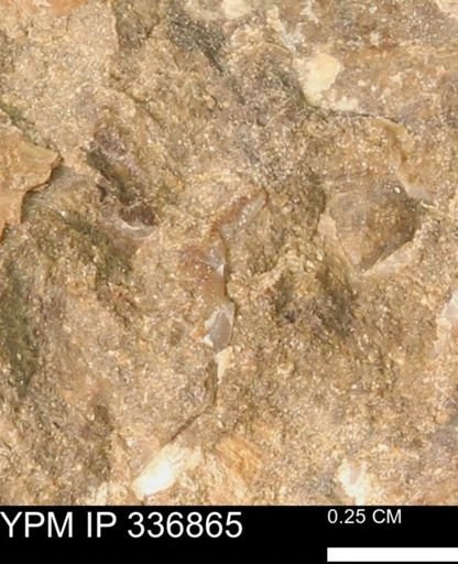 undet. Mollusca
