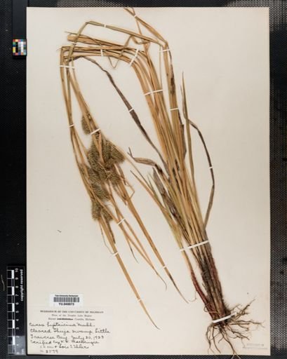 Carex hystricina