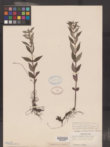 Lycopus uniflorus