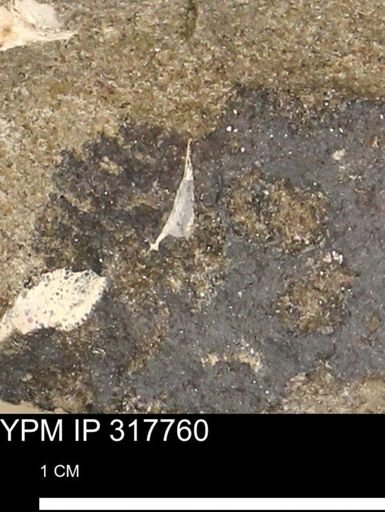 undet. Mollusca