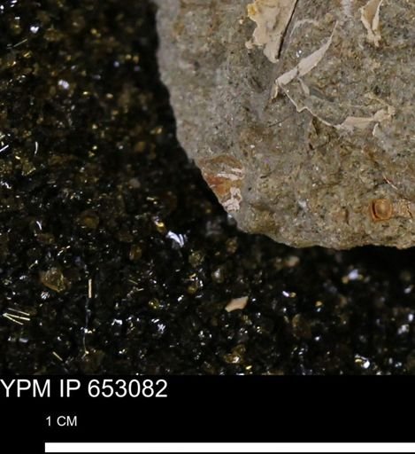 undet. Mollusca