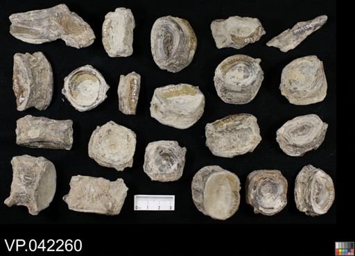 undet. Actinopterygii