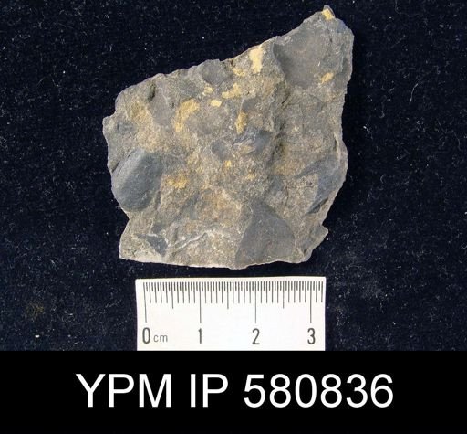 undet. Linguloidea