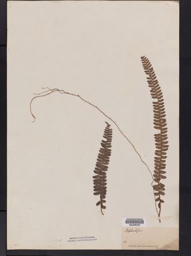 Plantae