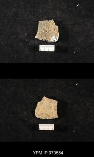 Favosites louisvillensis