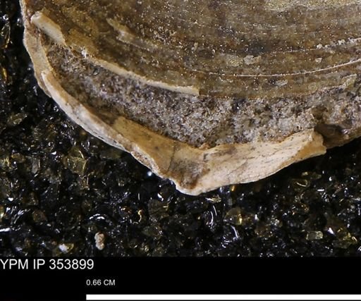 undet. Bivalvia