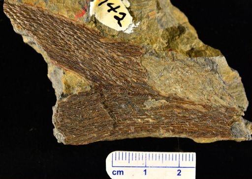 Colpodexylon deatsii