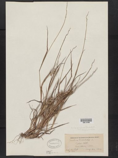 Cenchrus longispinus