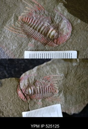 Anacheirurus adserai