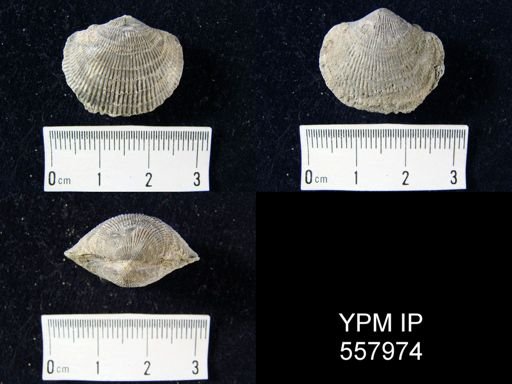 Pseudoatrypa?