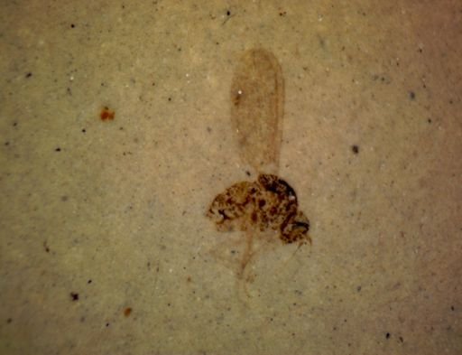 undet. Diptera