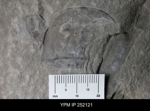 Eurypterus sp.