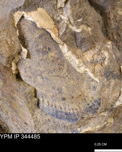 Parallelodon (Cosmetodon) sp.