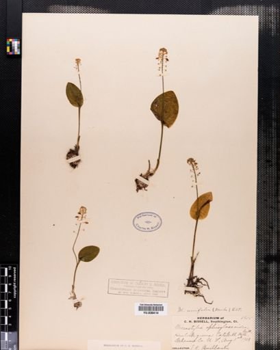 Malaxis unifolia