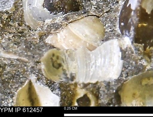Protocardia subquadrata