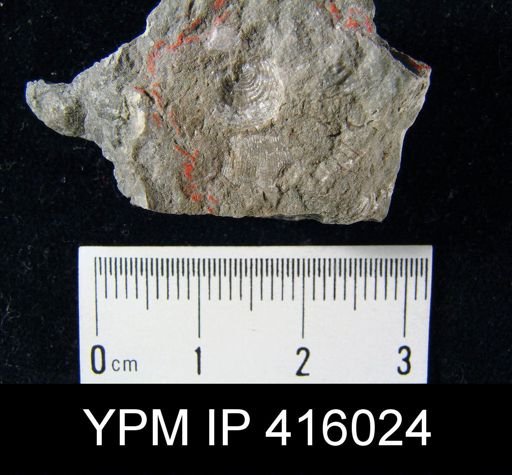 Productus pertenuis