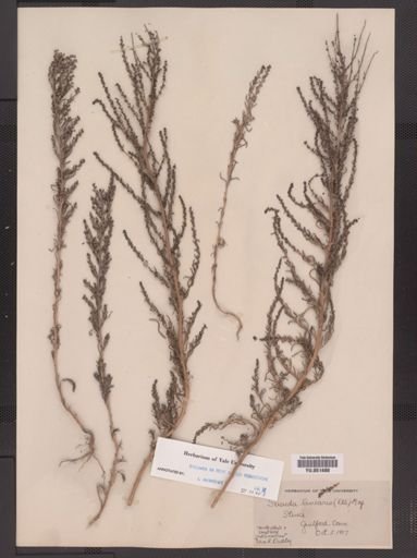 Suaeda linearis