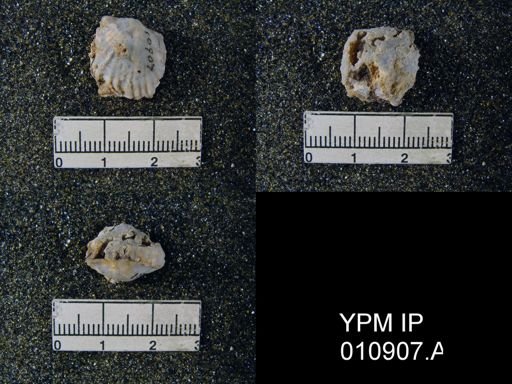 Meekella attenuata