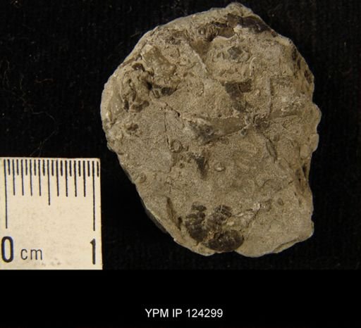 Phacops rana