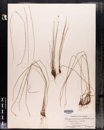 Scirpus hudsonianus