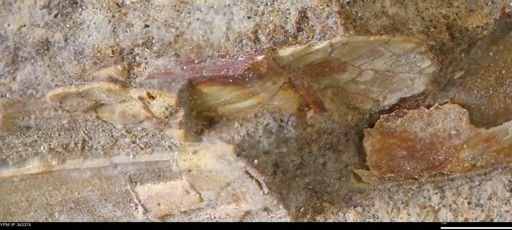 undet. Bivalvia