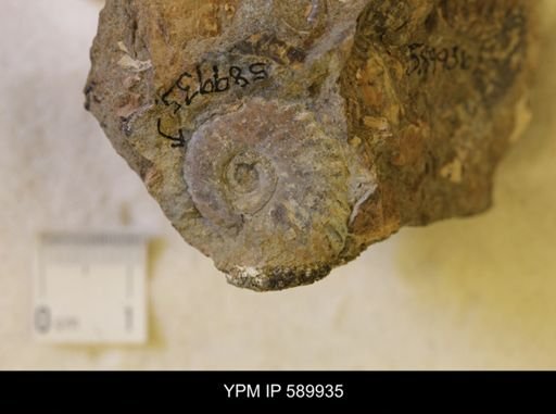Hoploscaphites comprimus