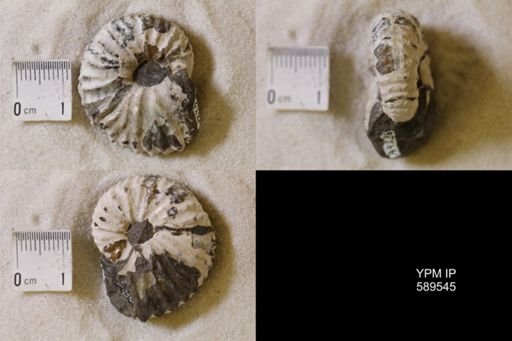 undet. Scaphitidae