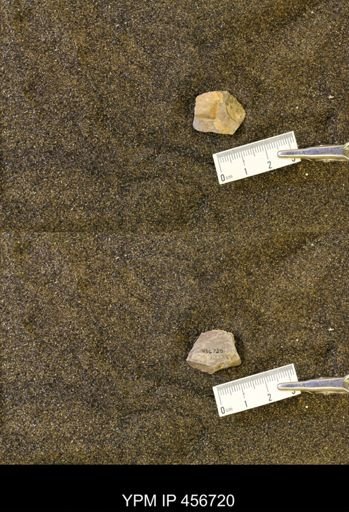 undet. Scaphitidae