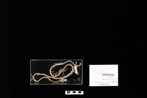 Python bivittatus
