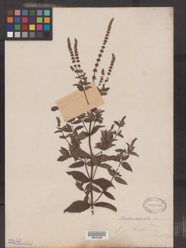 Mentha spicata