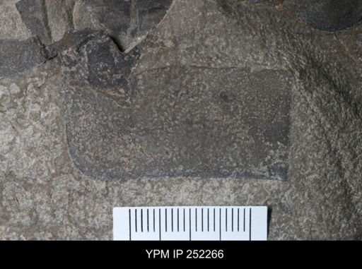 undet. Eurypterida