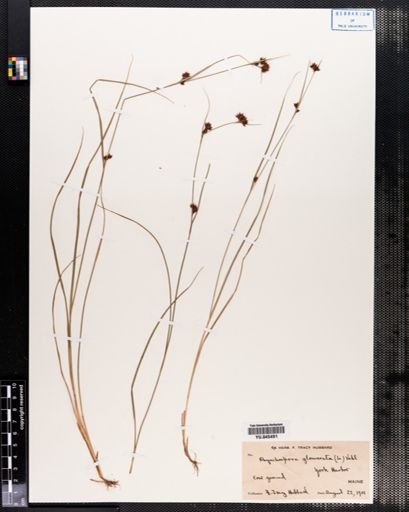 Rhynchospora glomerata