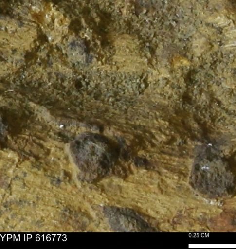 Teredo sp.