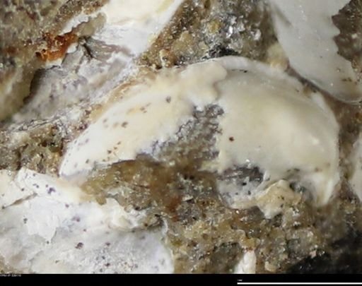 Corbulamella gregaria