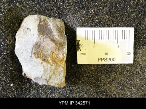 undet. Mollusca