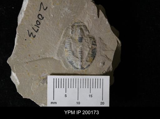 Elrathia kingi