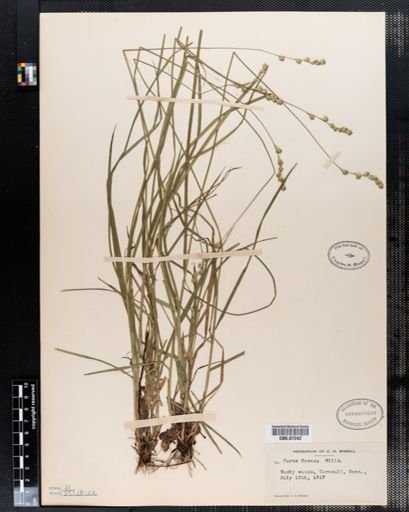 Carex foenea