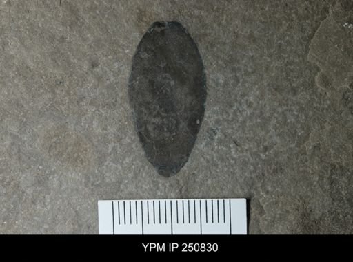 undet. Eurypterida