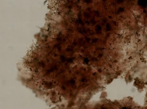 Eurypon sp.