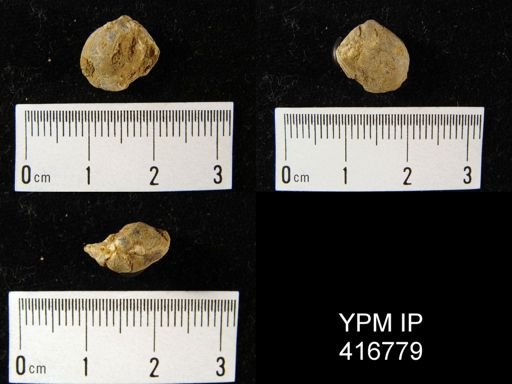 Nucleospira?