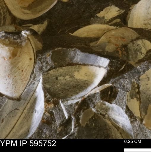 Protocardia sp.
