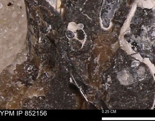 undet. Gastropoda
