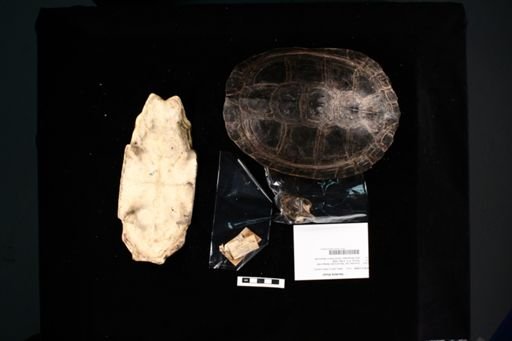 Hardella thurjii