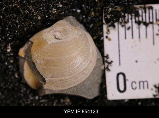 Limopsis striatopunctatus