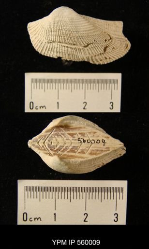 Arca aquila