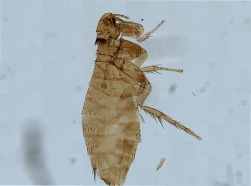 Ctenophthalmus pseudagyrtes