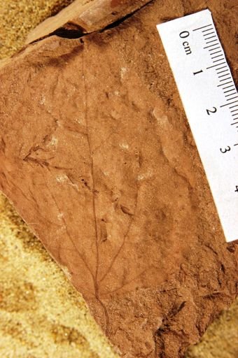 Angiospermopsida