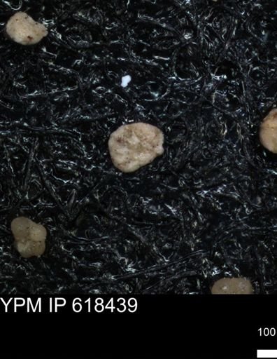 undet. Foraminiferida