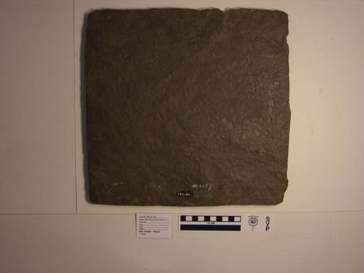 Ichnofossil